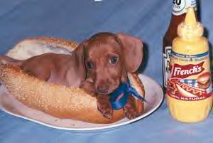 hotdog2.jpg (15251 bytes)